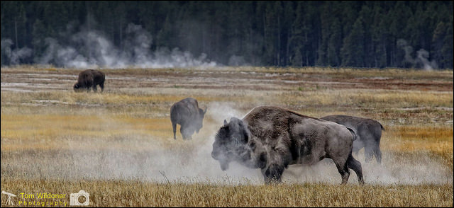 Yellowstone 3