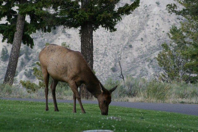 Yellowstone4